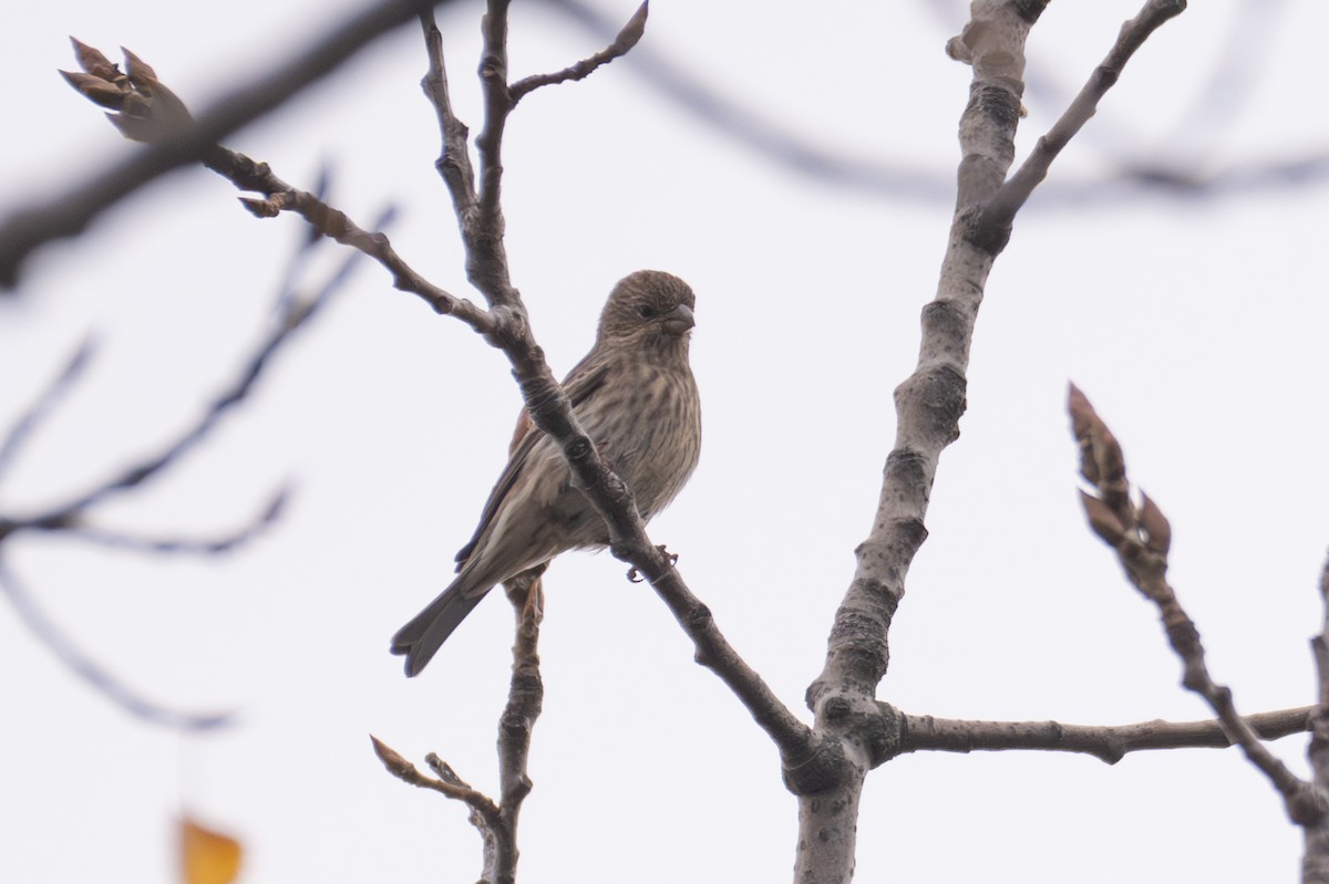 Roselin familier - ML644495811