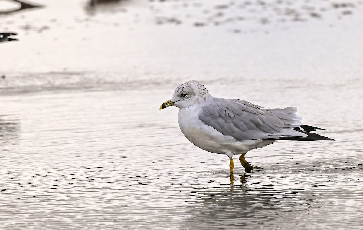 Goéland à bec cerclé - ML644495812