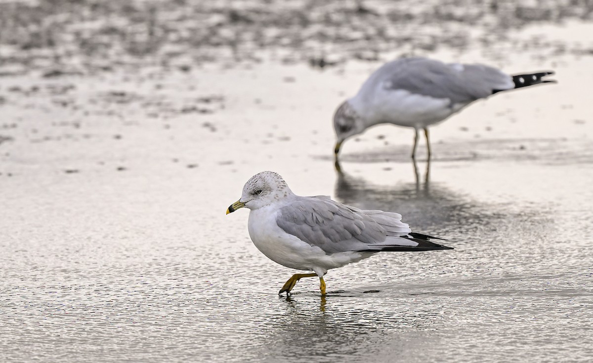 Goéland à bec cerclé - ML644495813