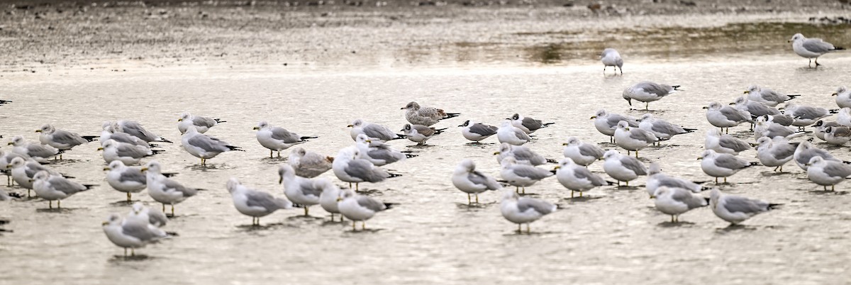 Goéland à bec cerclé - ML644495814