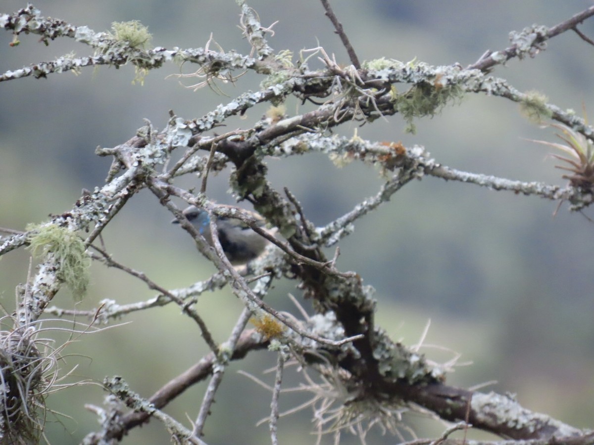 Blue-necked Tanager - ML644495815