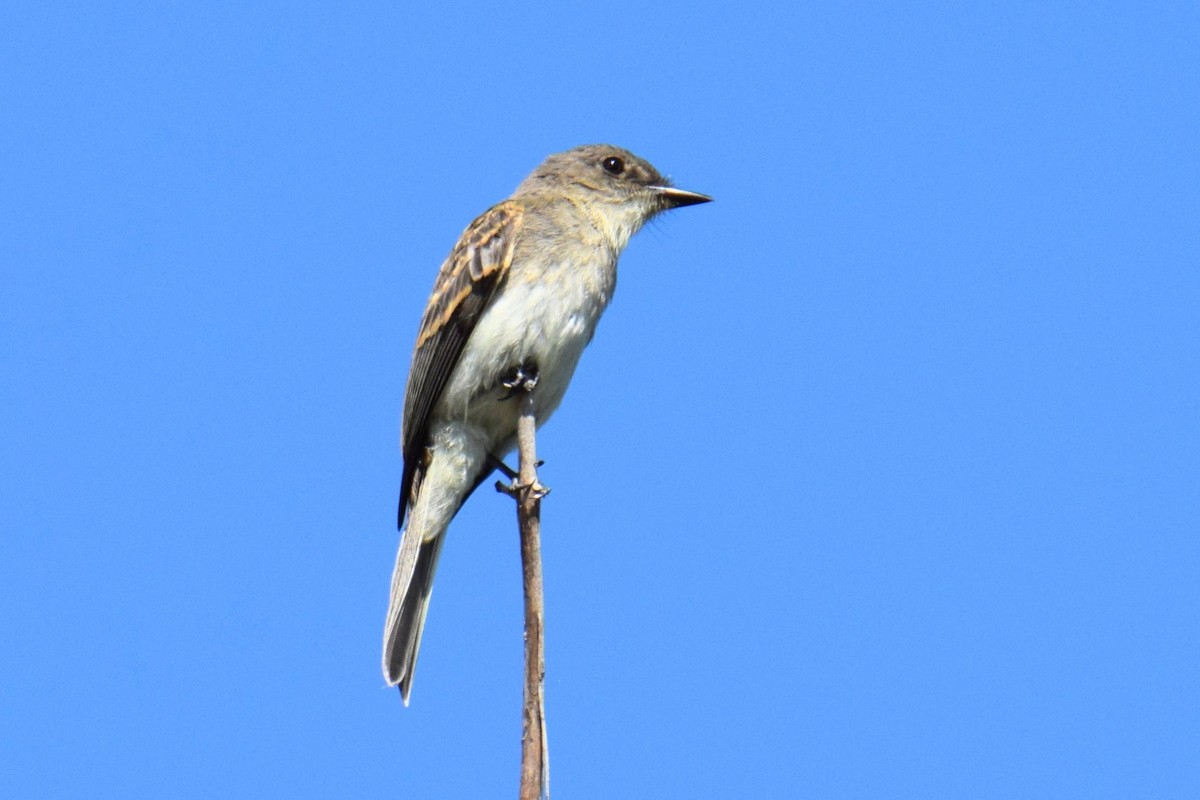 Eastern Phoebe - ML644495817
