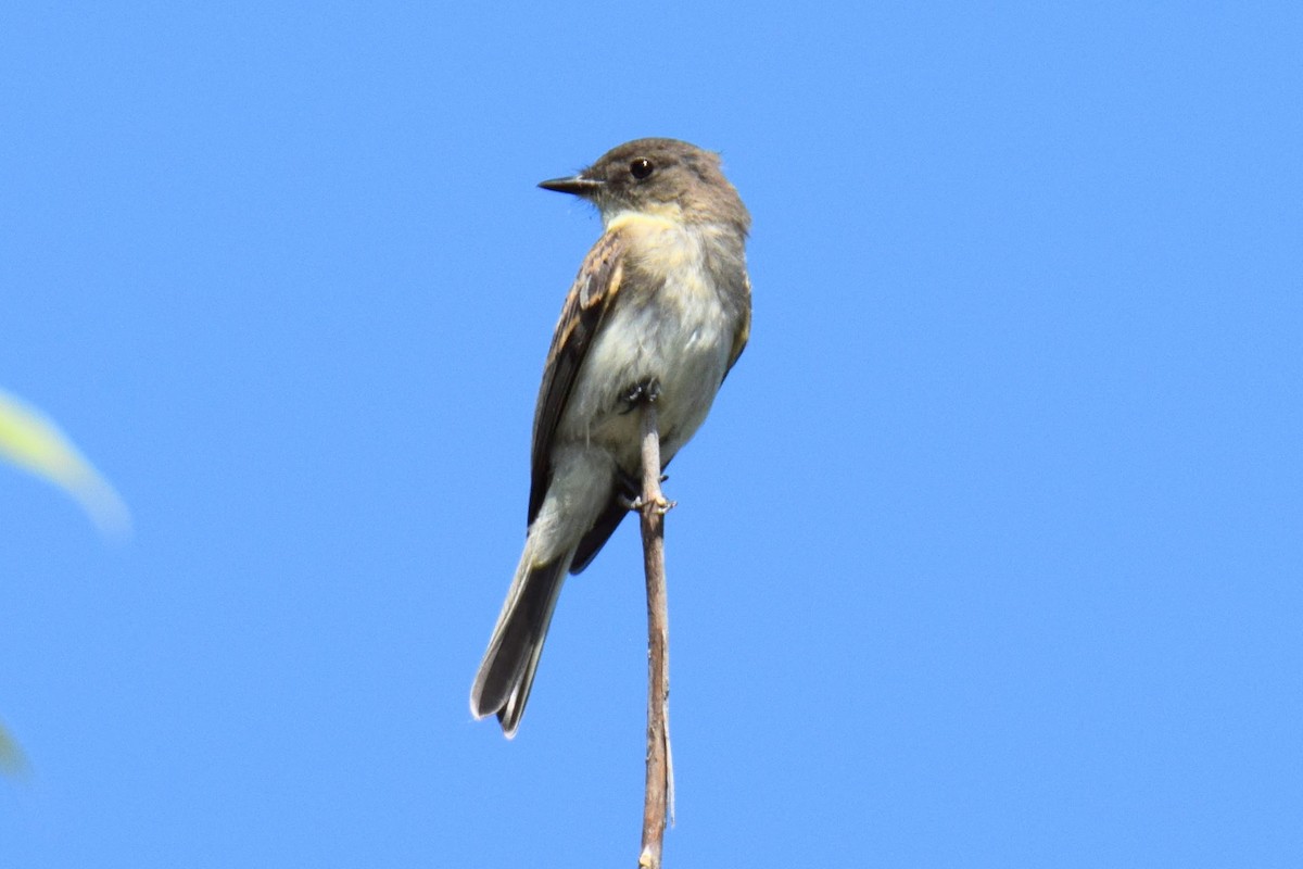 Eastern Phoebe - ML644495818