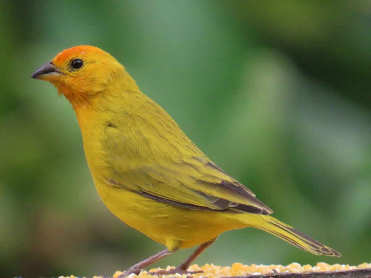 Saffron Finch - ML644495822