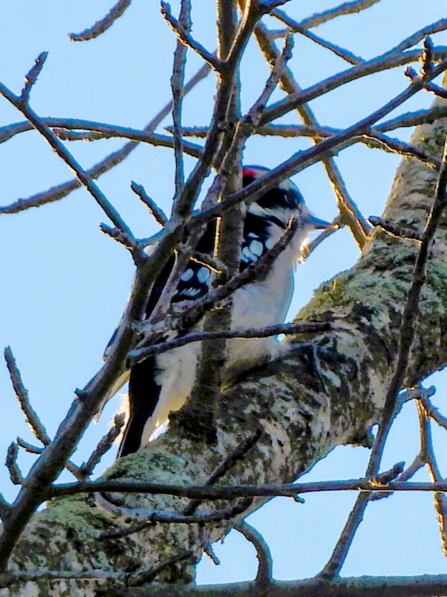 Downy Woodpecker - ML644495823
