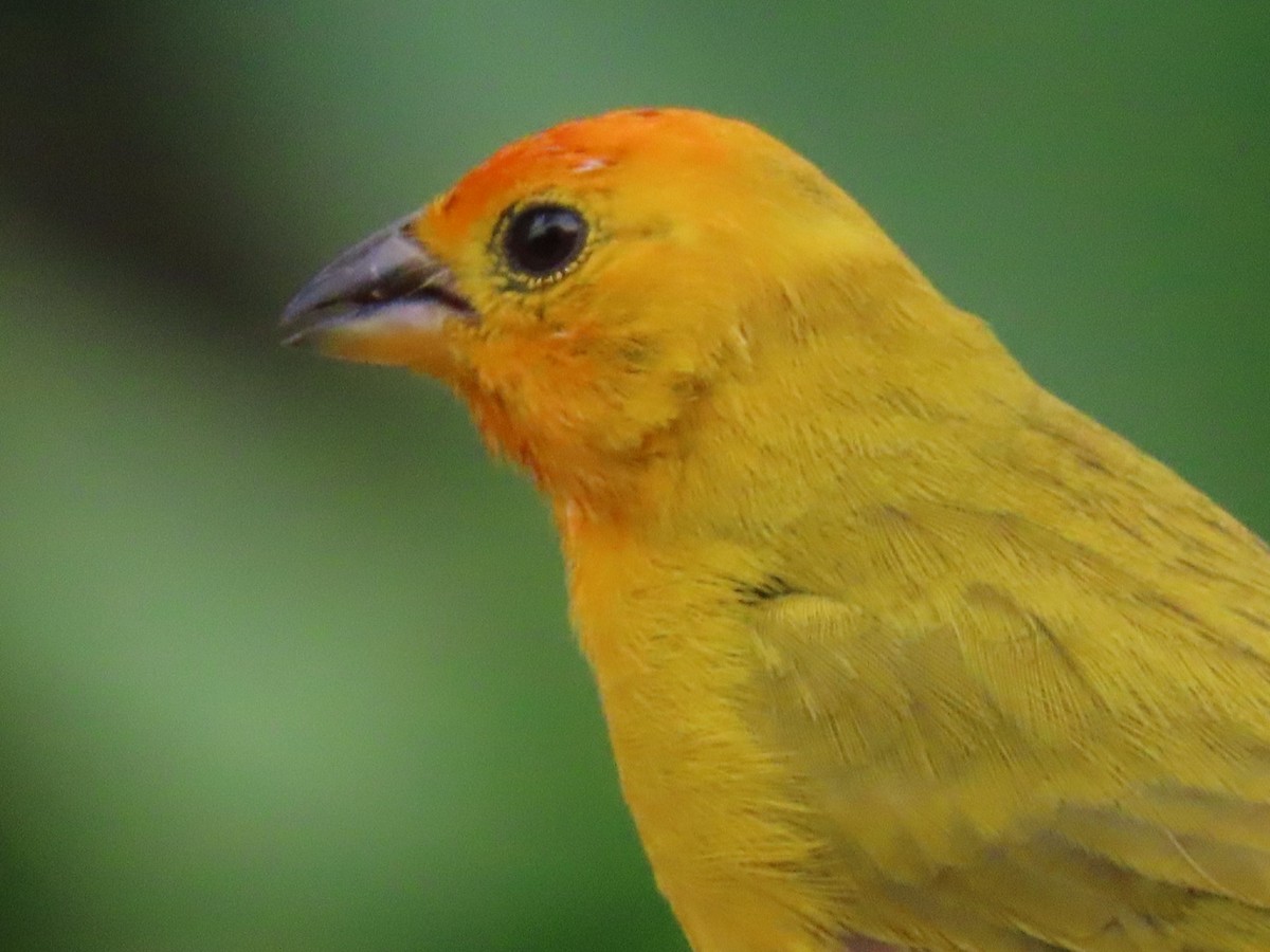Saffron Finch - ML644495828