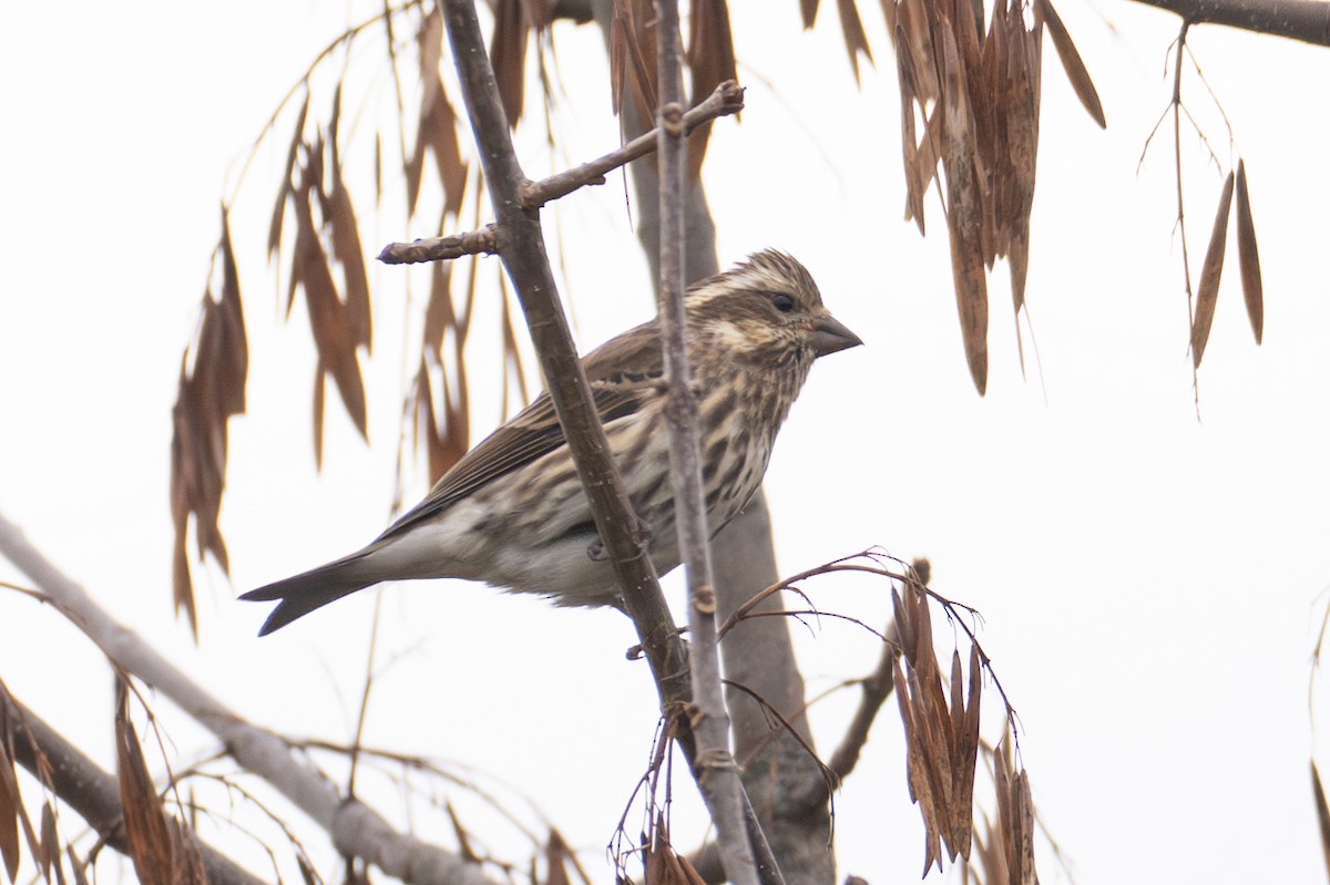 Roselin pourpré - ML644495829