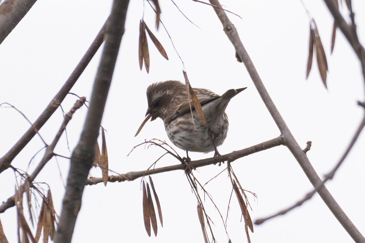 Roselin pourpré - ML644495830