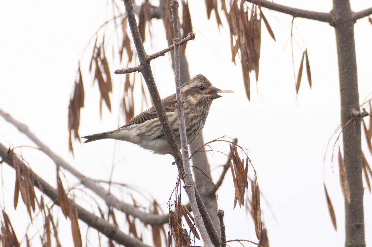 Roselin pourpré - ML644495832