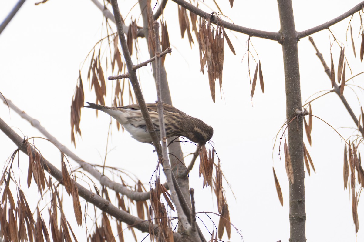 Roselin pourpré - ML644495833