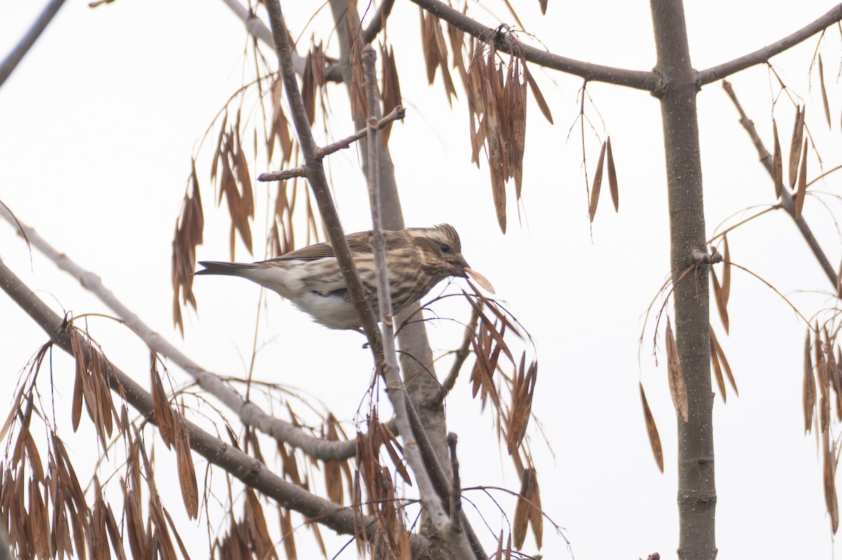 Roselin pourpré - ML644495834