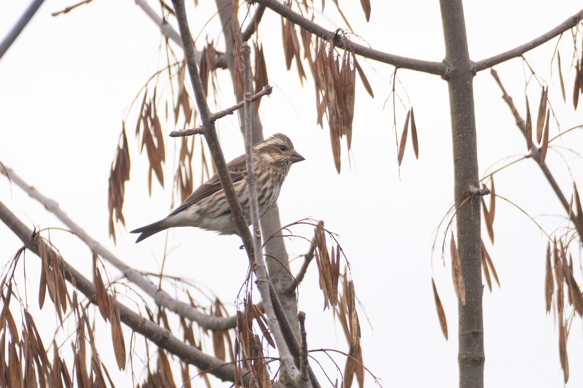 Roselin pourpré - ML644495835
