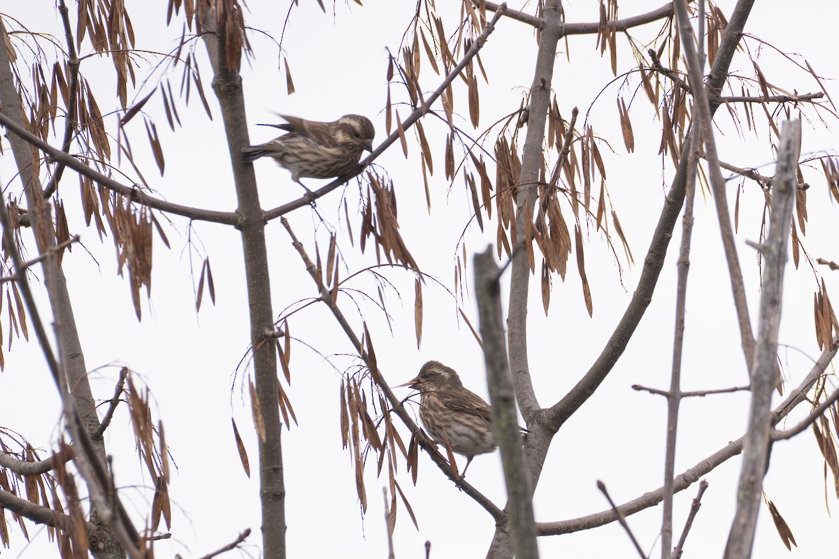 Roselin pourpré - ML644495836