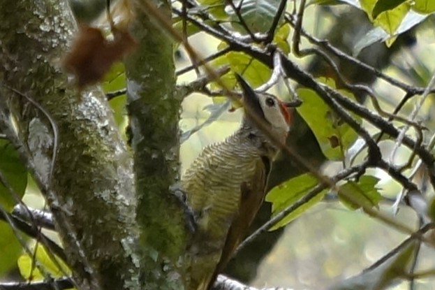 Golden-olive Woodpecker - ML644495837