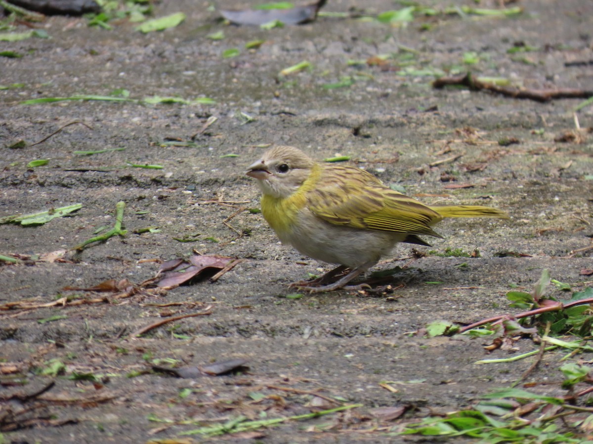 Saffron Finch - ML644495852