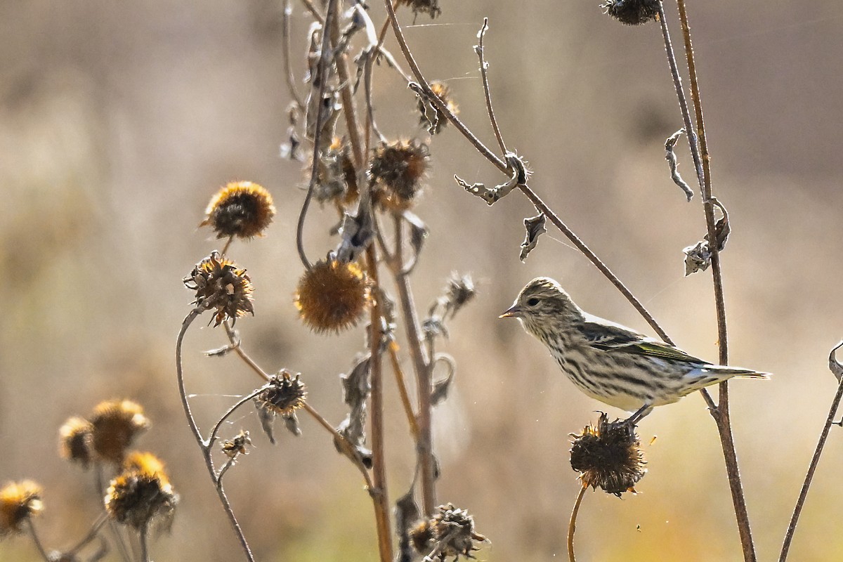 Pine Siskin - ML644495858