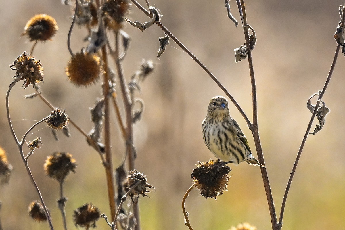 Pine Siskin - ML644495859