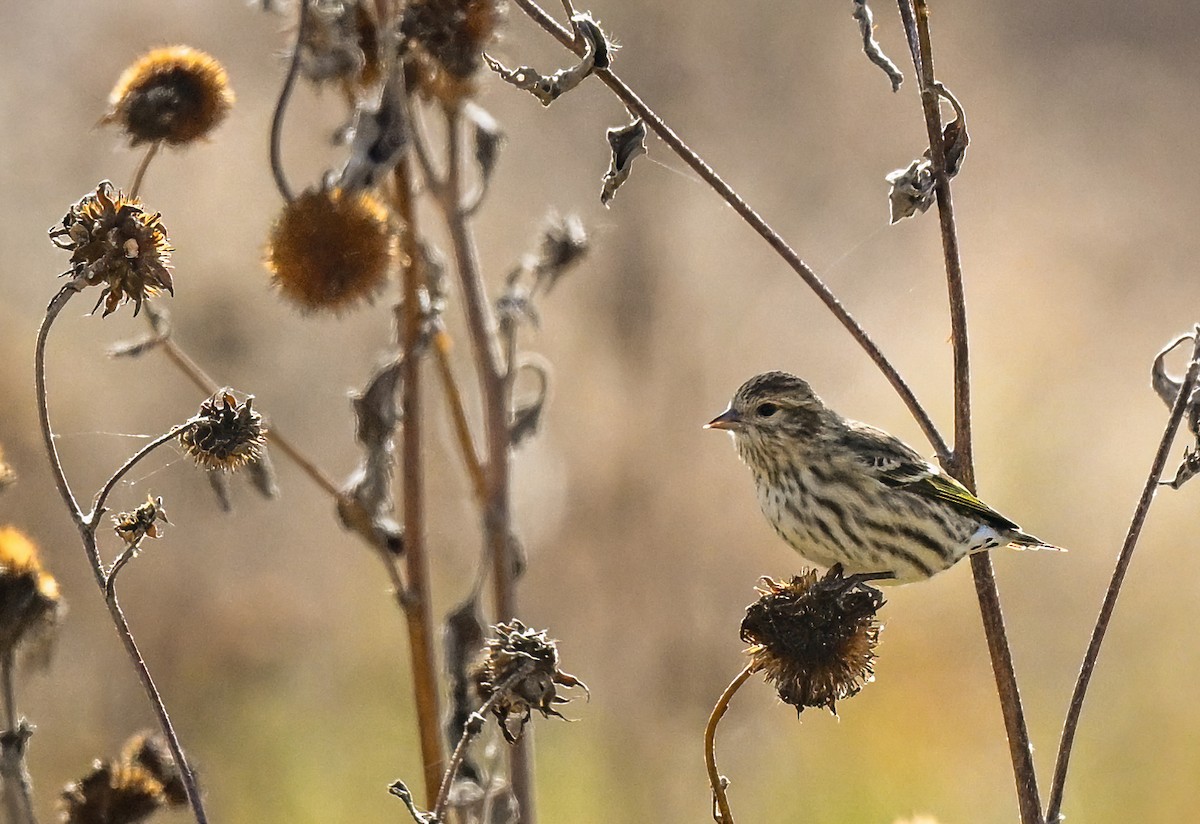 Pine Siskin - ML644495860