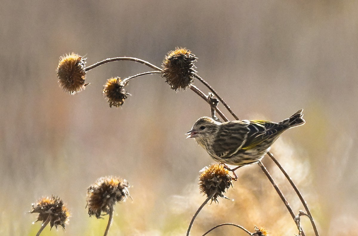 Pine Siskin - ML644495861