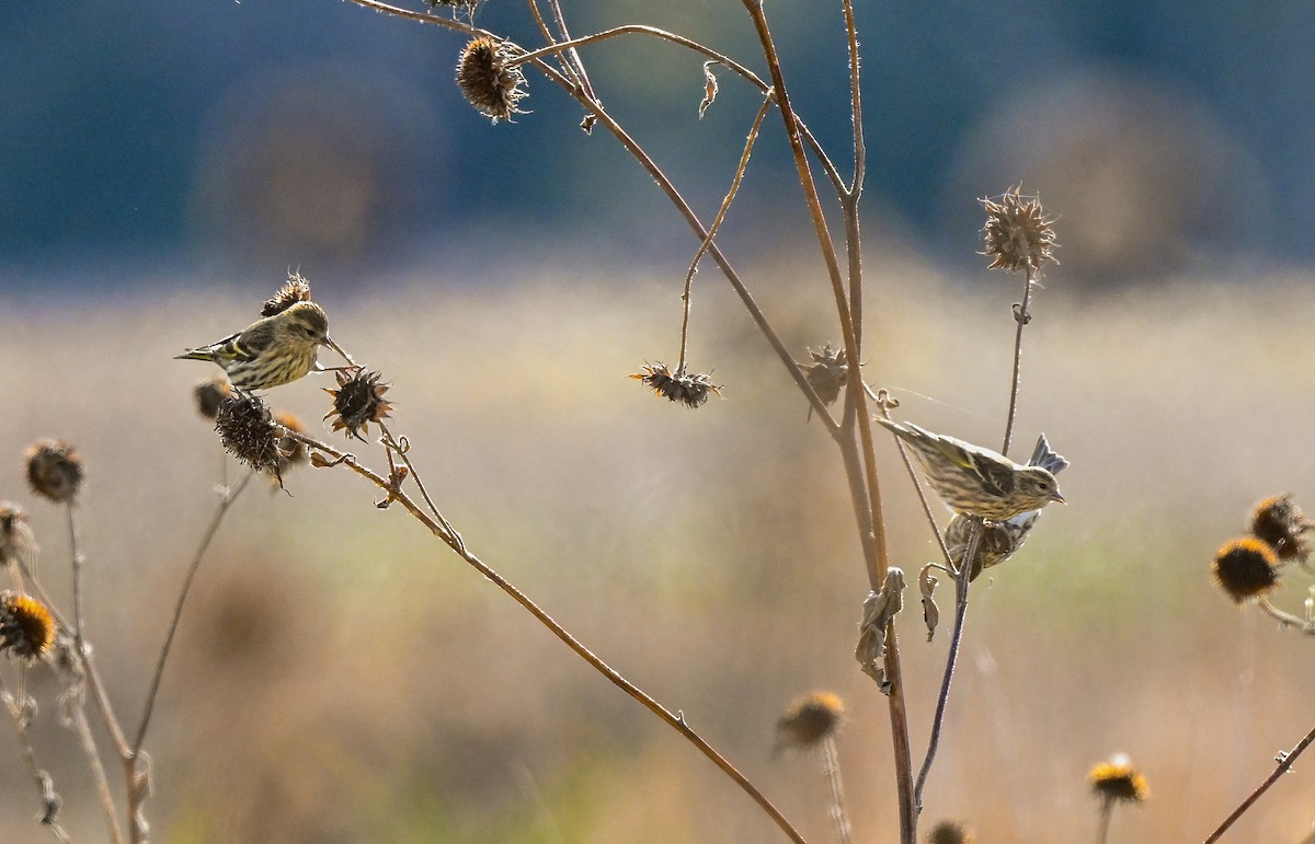 Pine Siskin - ML644495862