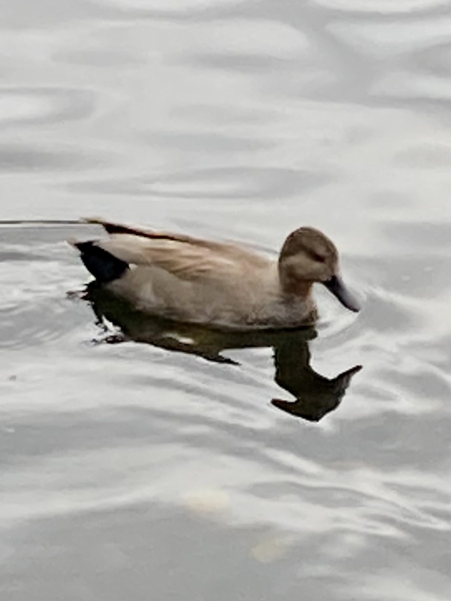 Gadwall - ML644495870