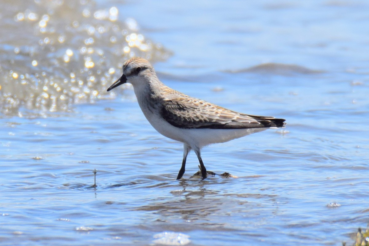 Semipalmated Sandpiper - ML644495877