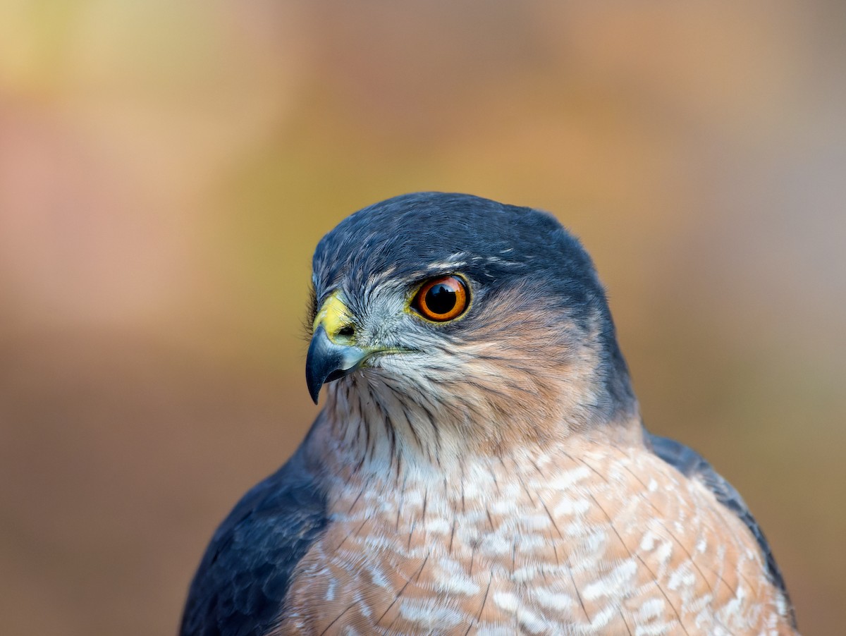 Sharp-shinned Hawk - ML644495880
