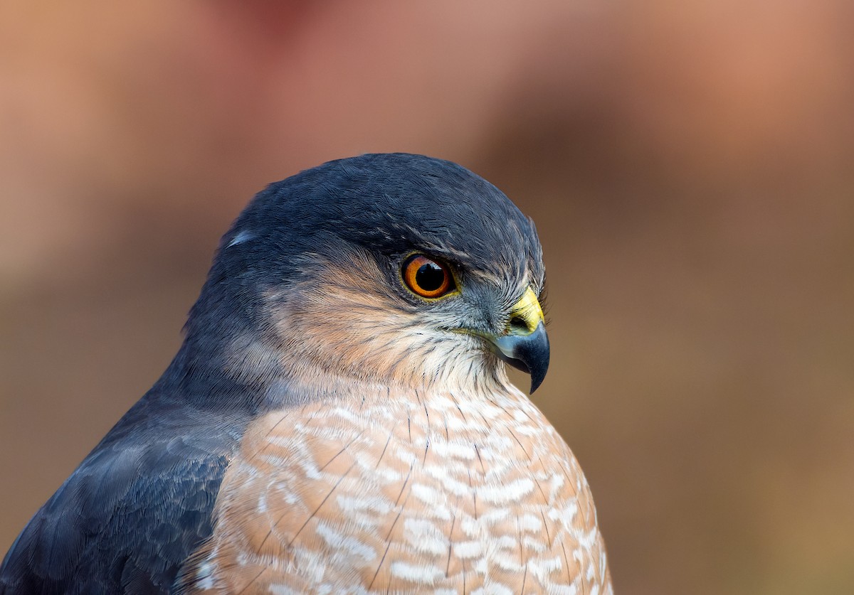 Sharp-shinned Hawk - ML644495881