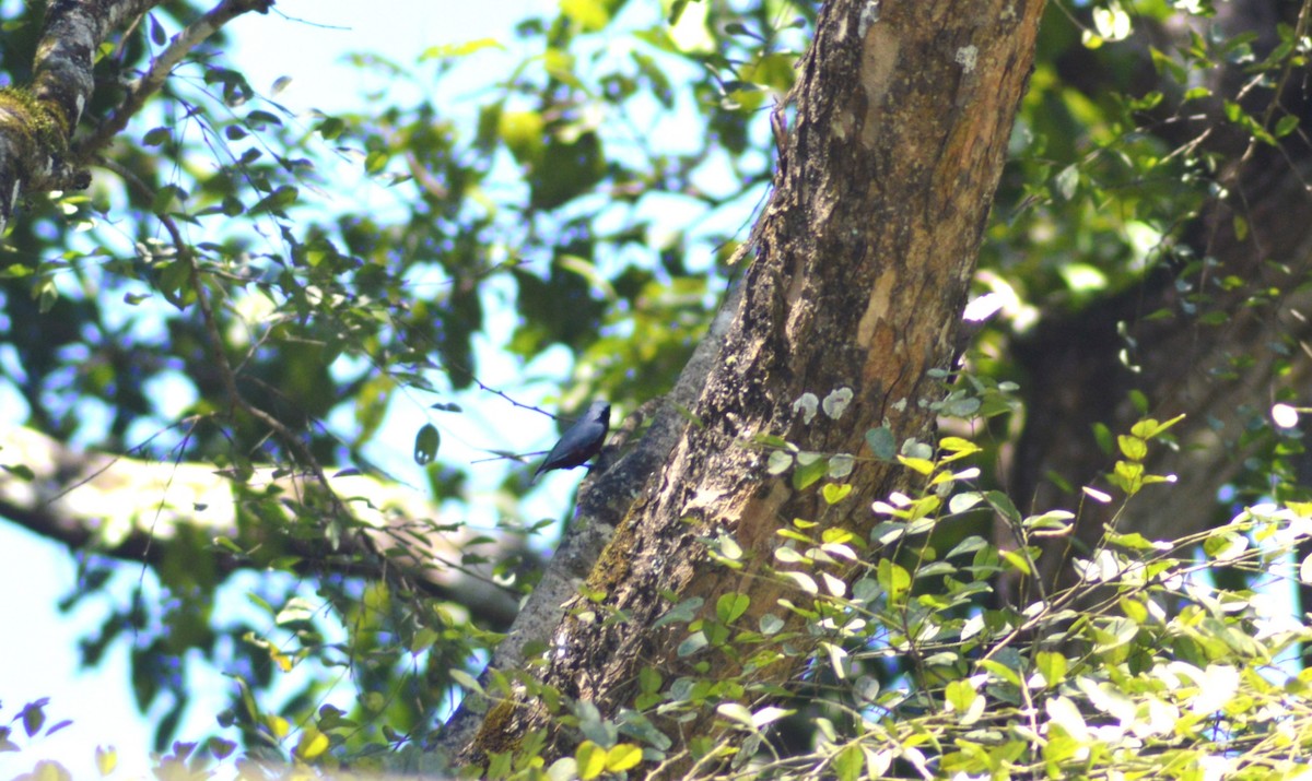 Indian Nuthatch - ML644495883