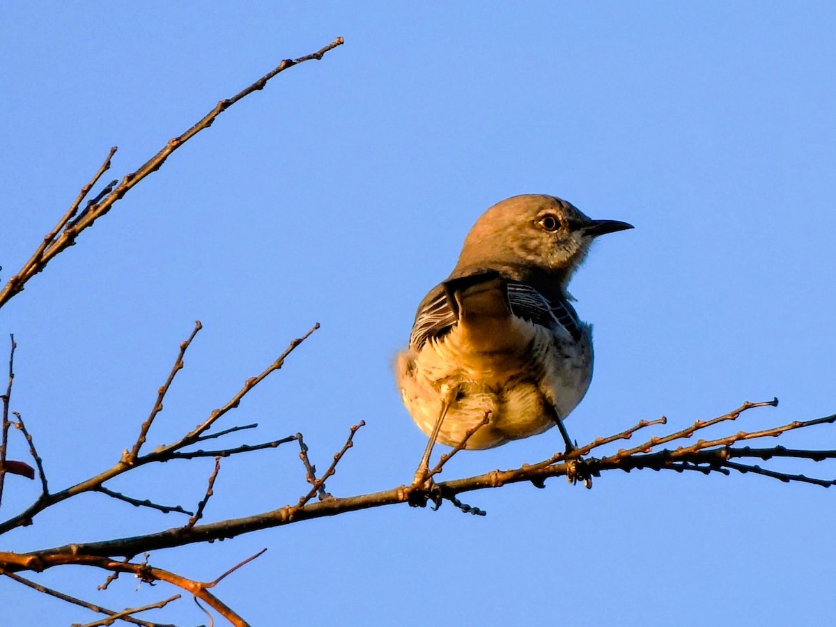 Northern Mockingbird - ML644495887
