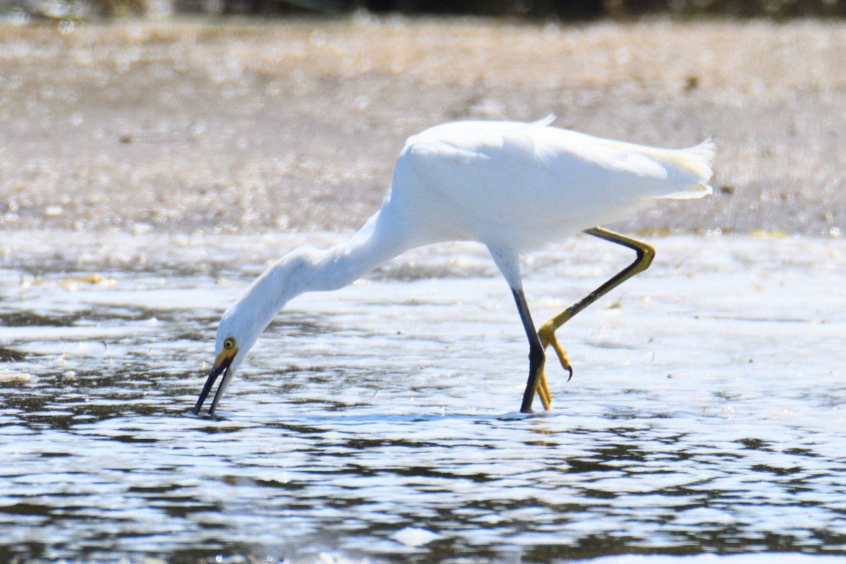 Snowy Egret - ML644495889