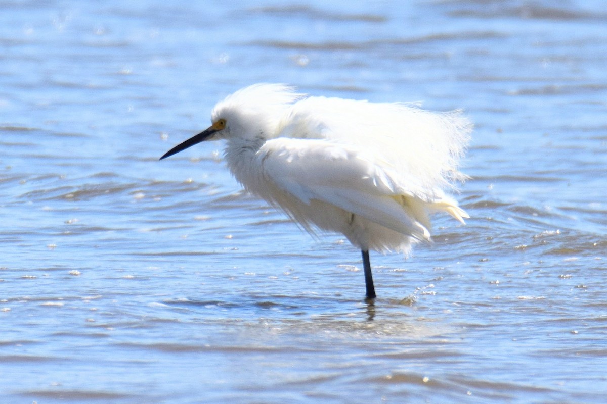 Snowy Egret - ML644495890