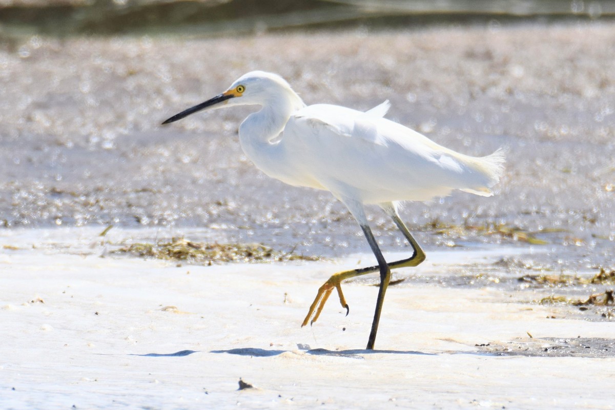 Snowy Egret - ML644495891