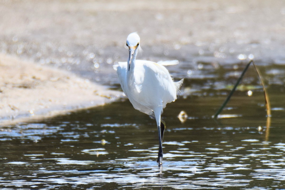 Snowy Egret - ML644495892