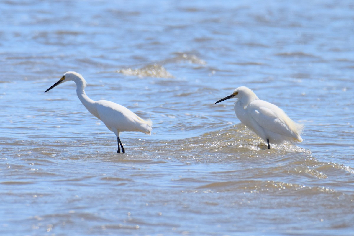 Snowy Egret - ML644495893