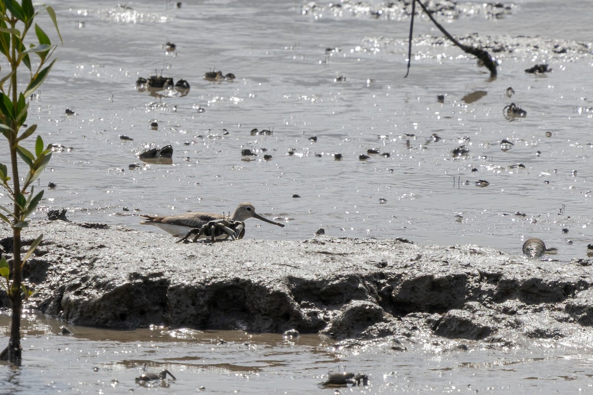 Terek Sandpiper - ML644495895