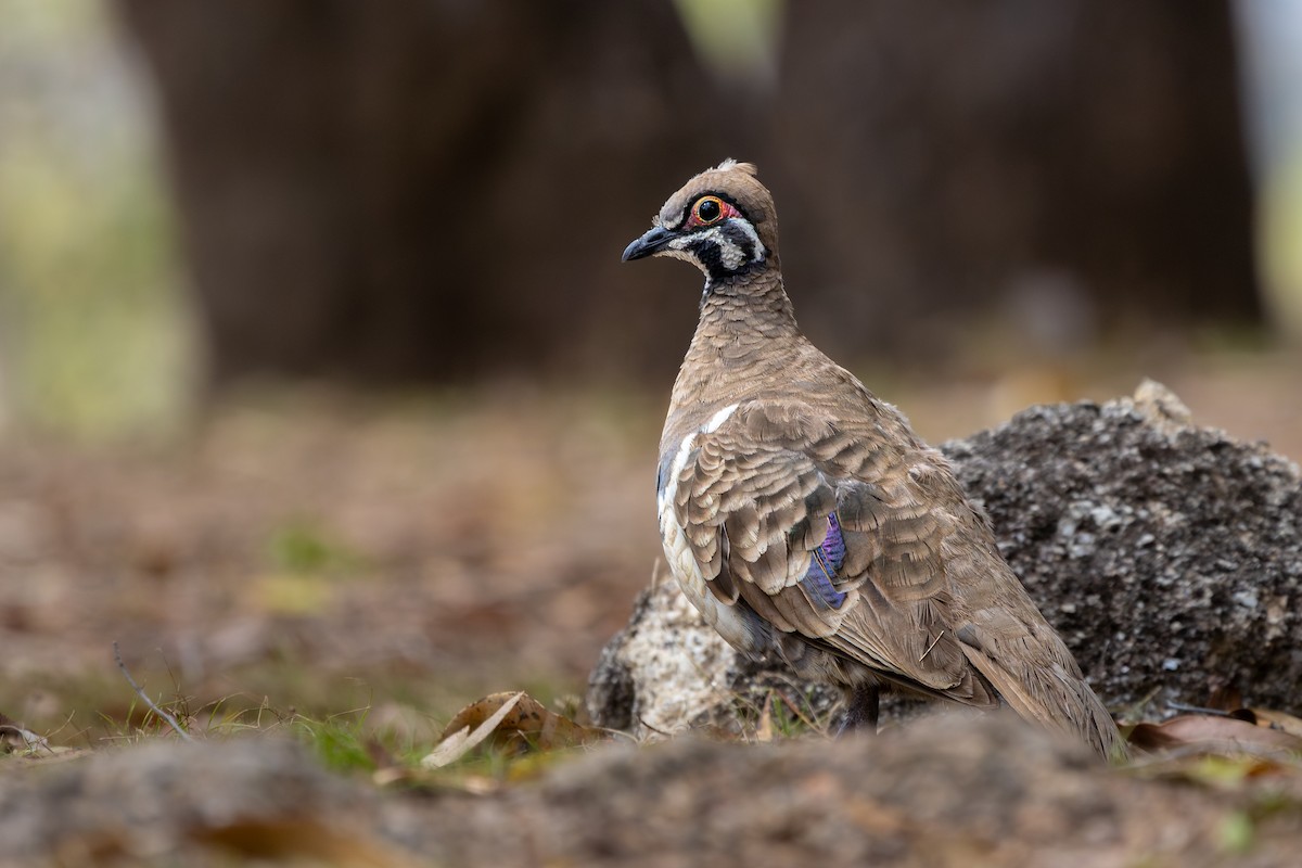 Голуб білобокий - ML644495906