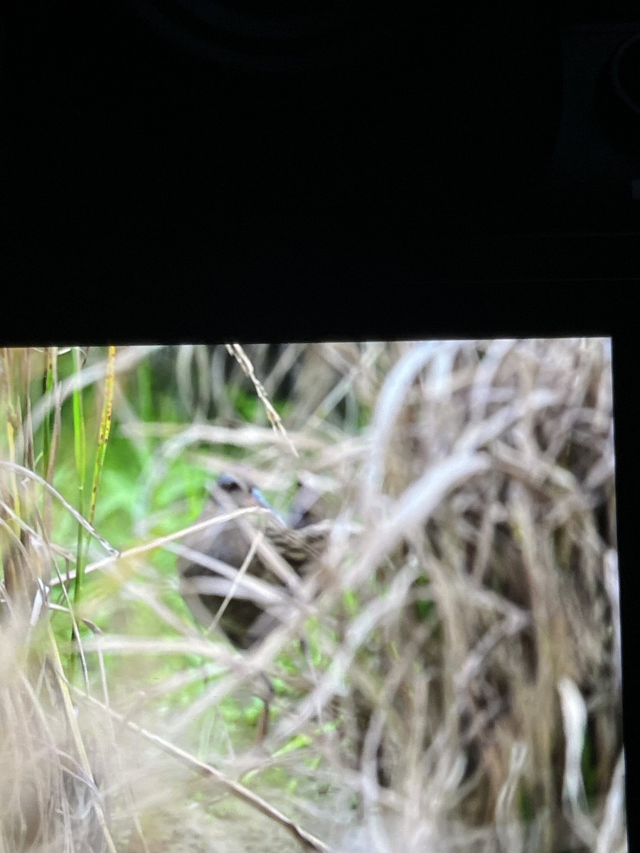 東亞秧雞 - ML644495918