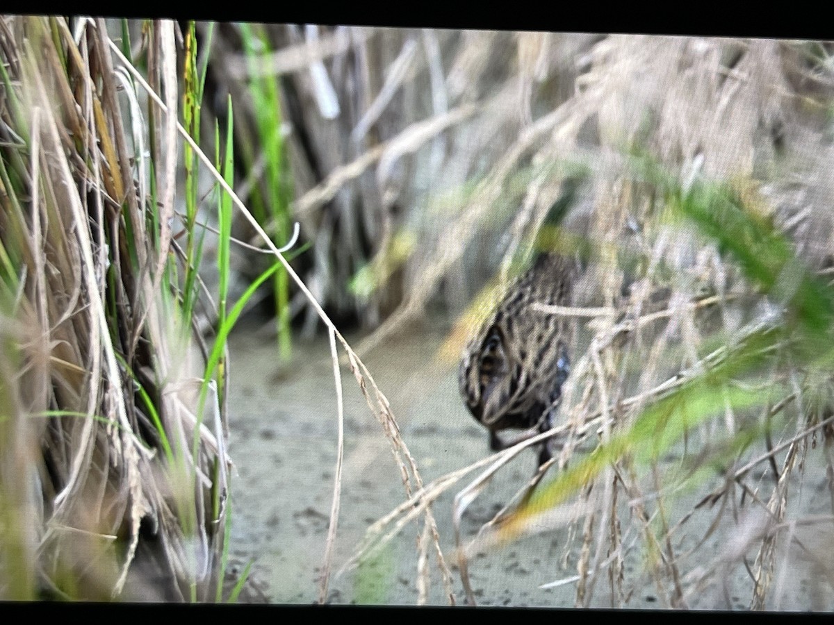 東亞秧雞 - ML644495919