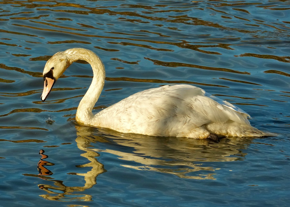 labuť velká - ML644495924