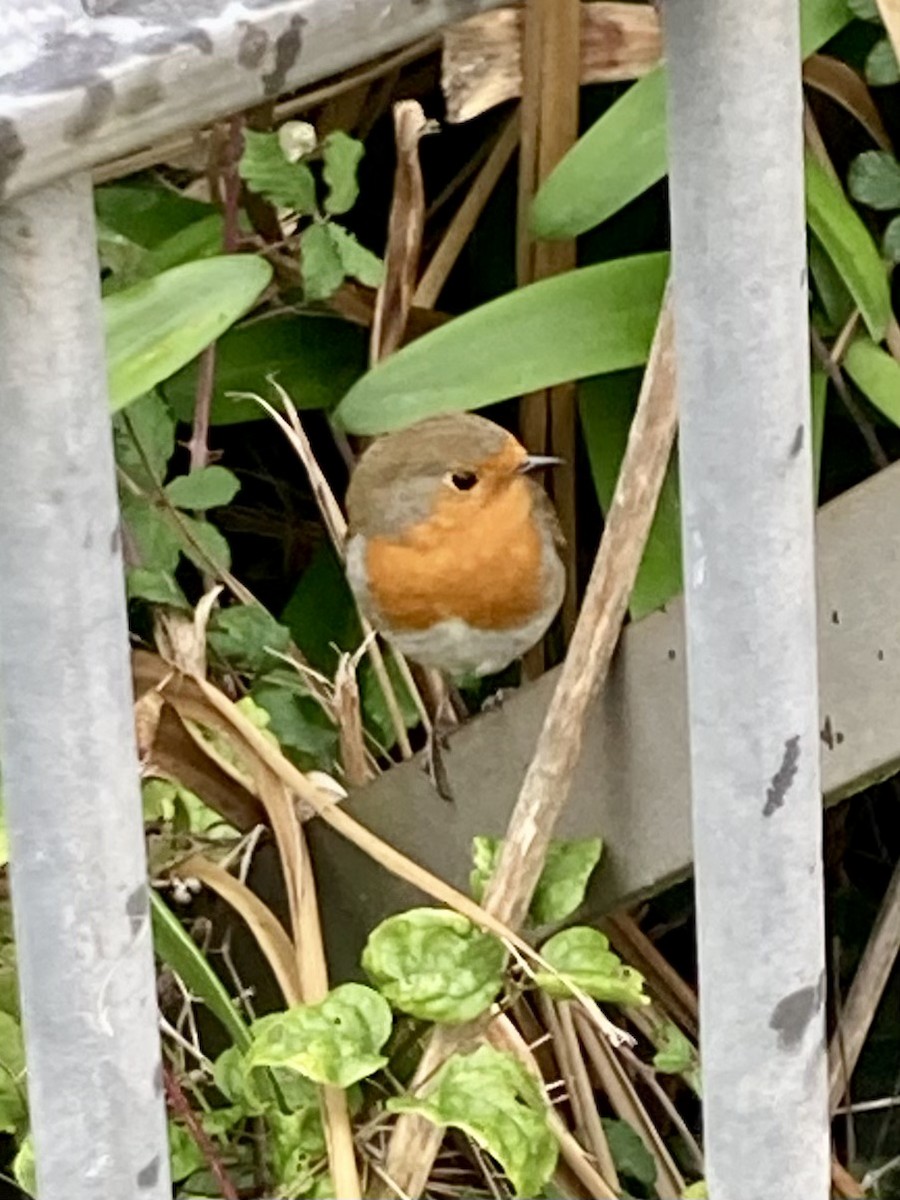 European Robin - ML644495925