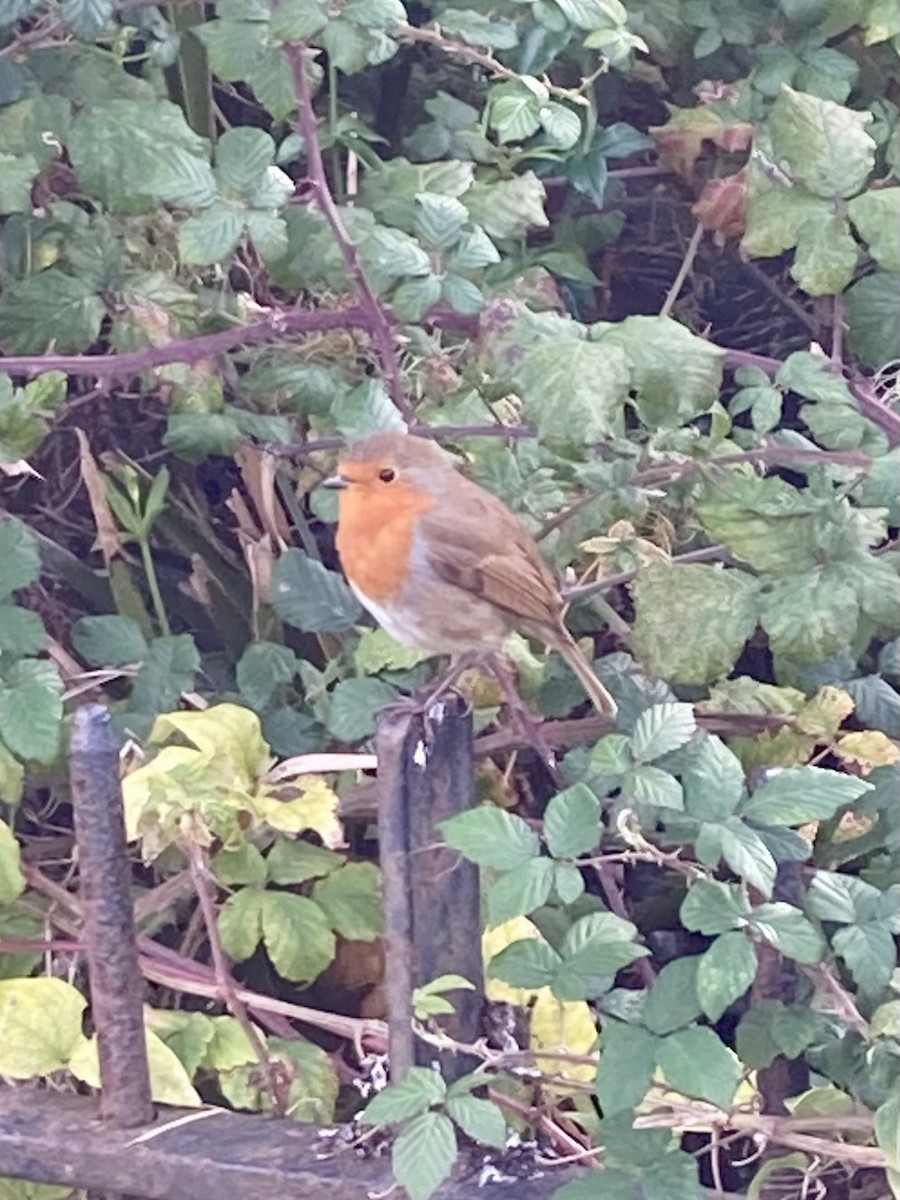 European Robin - ML644495926