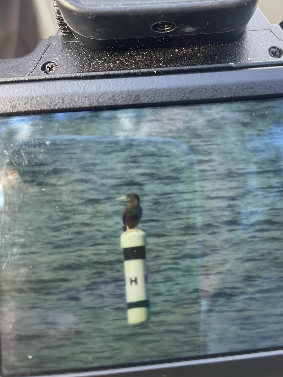 Brown Booby - ML644495927