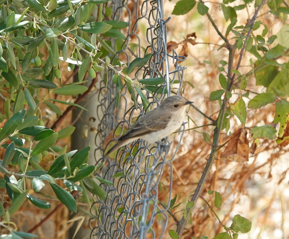 Бөртөт намнаахай - ML644495929