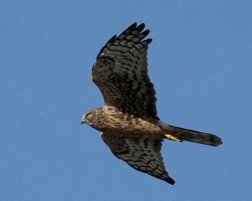 Northern Harrier - ML644495942