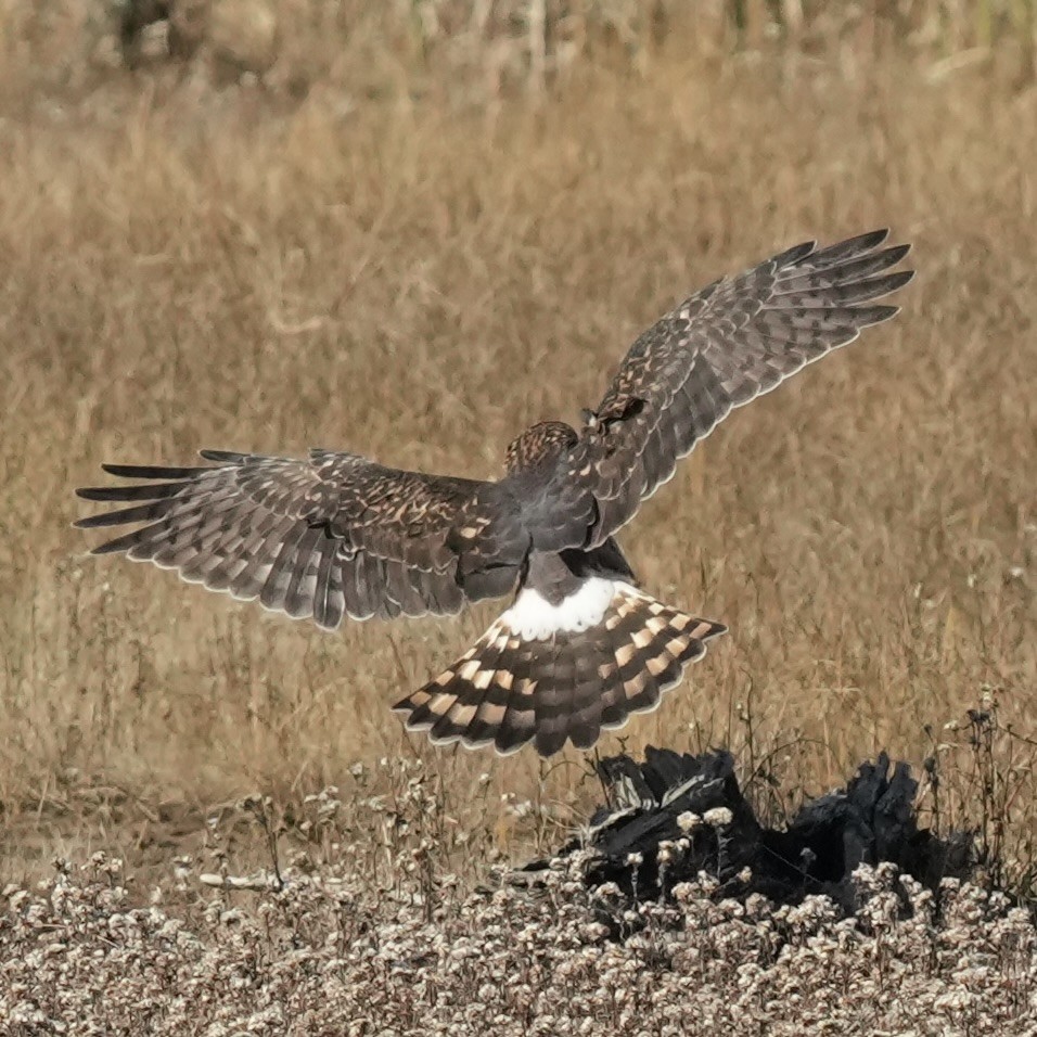 Northern Harrier - ML644495944