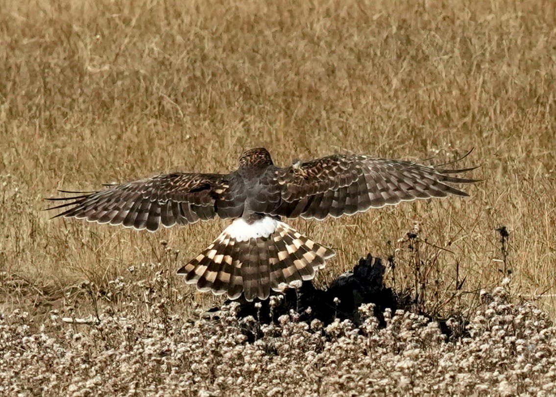 Northern Harrier - ML644495952