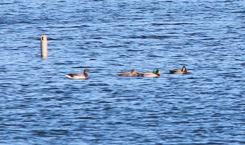 黑雁 - ML644495955