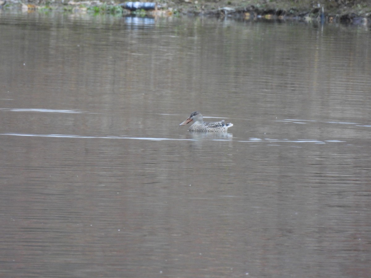 琵嘴鴨 - ML644495957