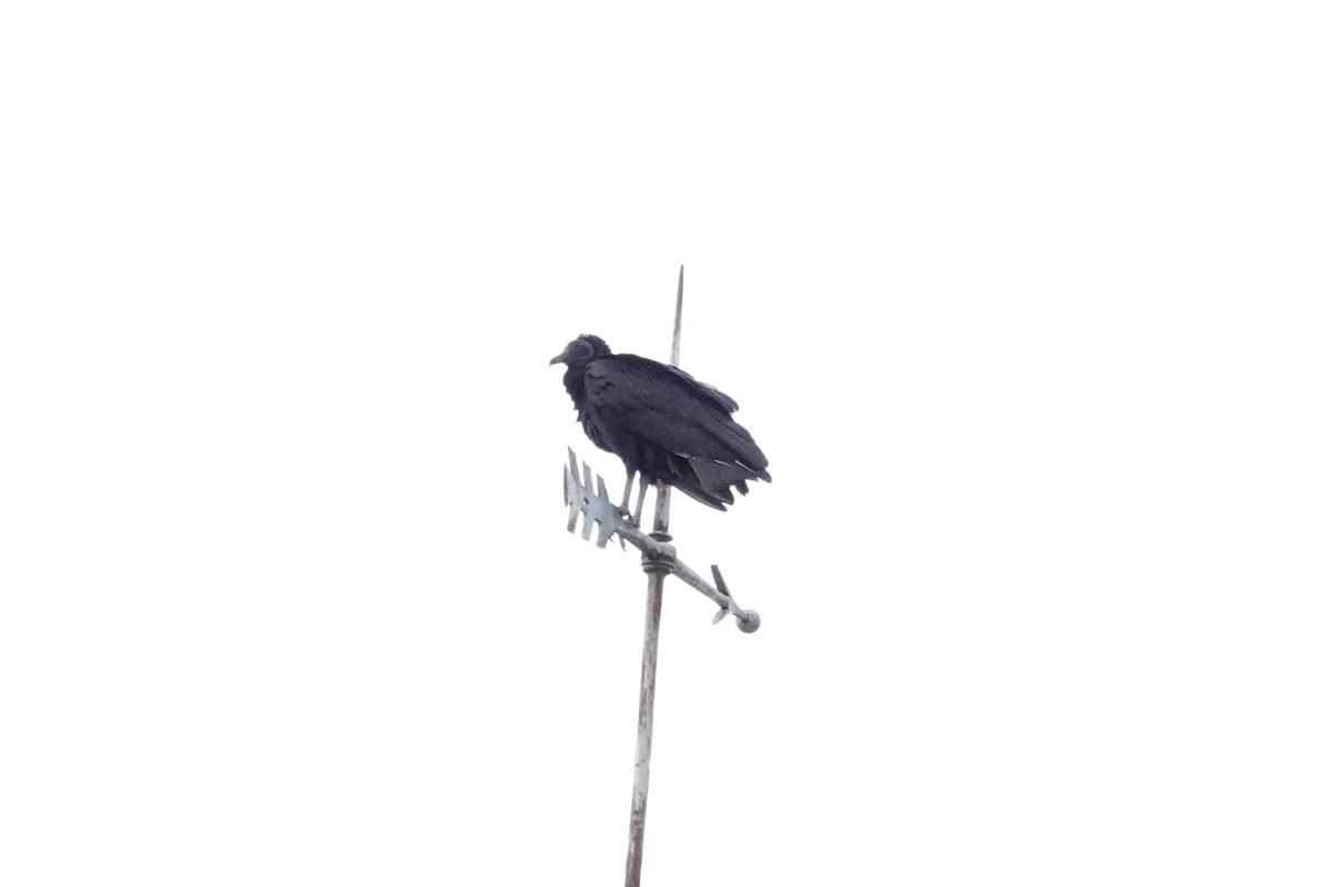 Black Vulture - ML644495958